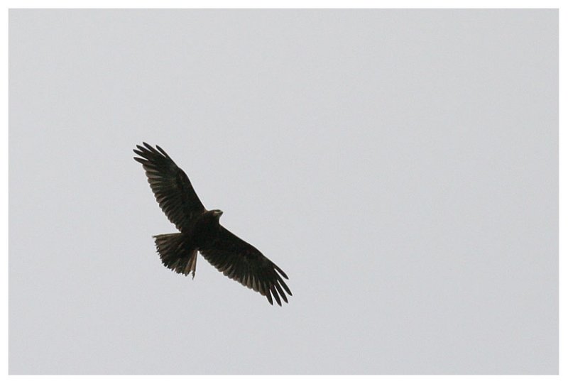 Marsh Harrier