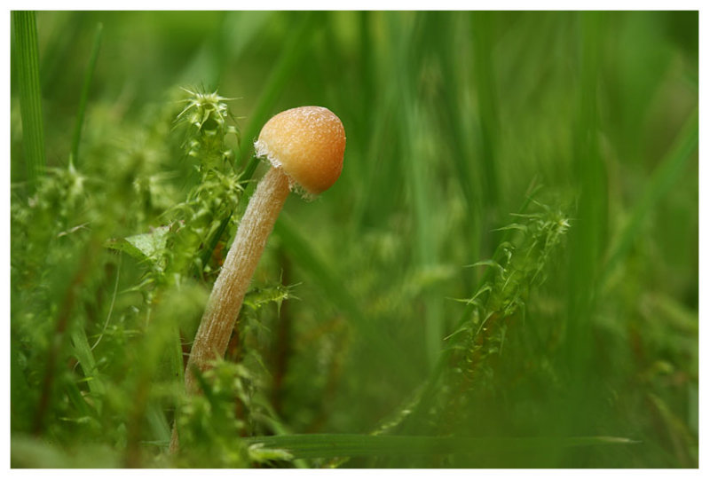 Galerina pumila