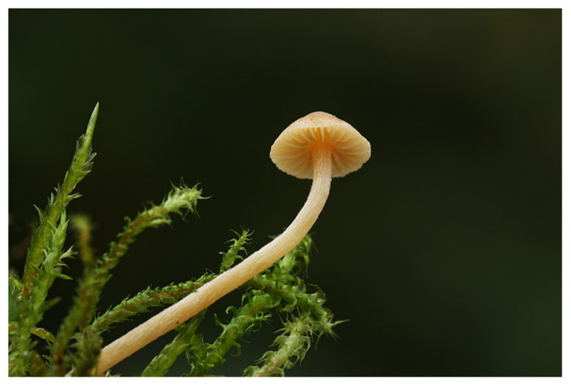Galerina clavata