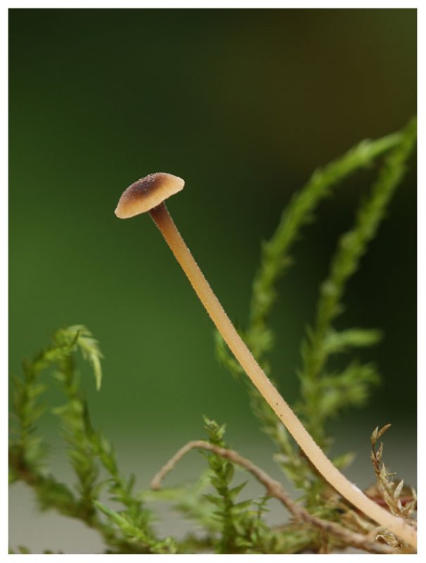 Rickenella swartzii