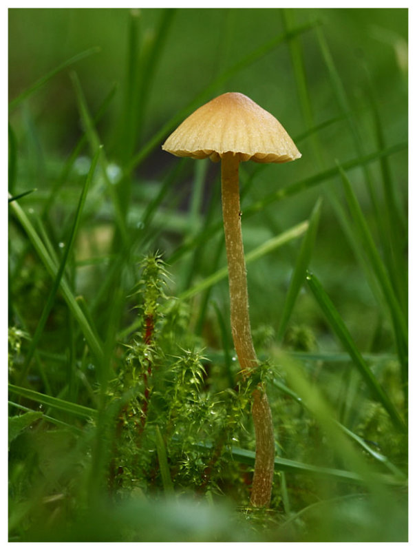 Galerina sp.