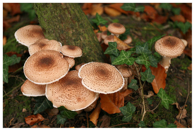 Armillaria ostoyae