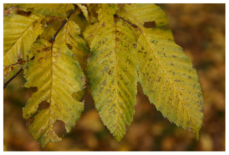 Hornbeam