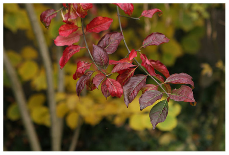 Spindle-tree