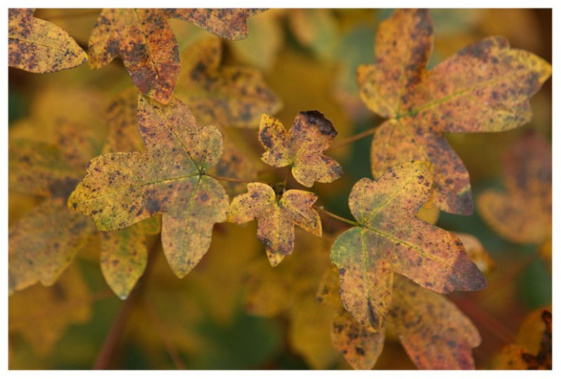 Field Maple