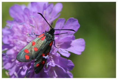 Zygaena filipendulae