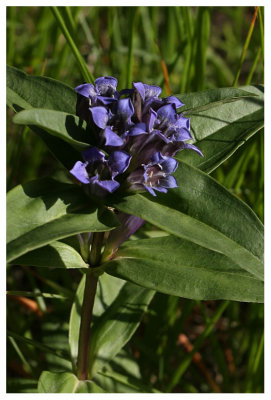 Gentiana cruciata