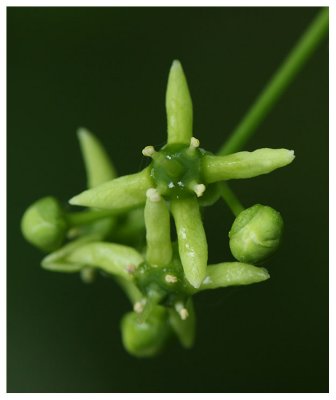 Euonymus europaeus