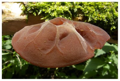 Auricularia auricula-judae 