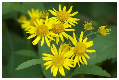 Senecio alpinus