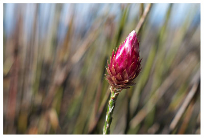 Helichrysum