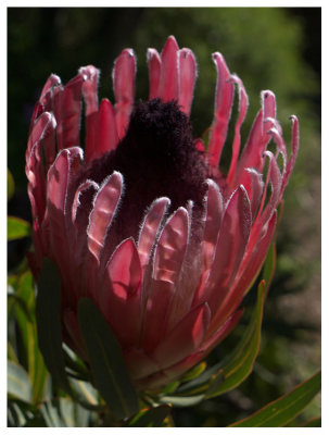 Protea neriifolia 