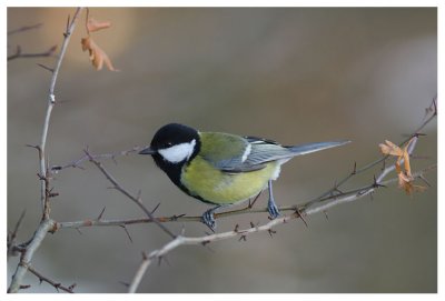 Great Tit