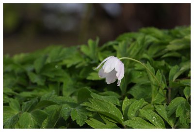 Anemone nemorosa