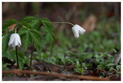 Anemone nemorosa