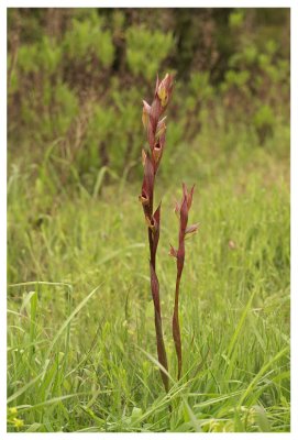 Serapias bergonii