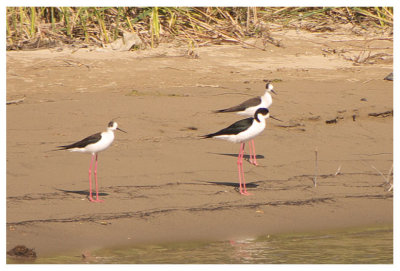 Black-winged Stilt