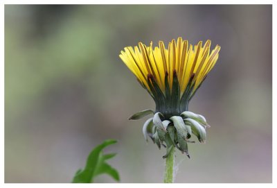 Taraxum officinale