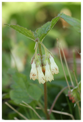 Symphytum tuberosum