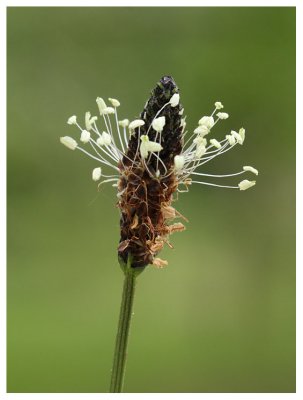 Plantago lanceolata