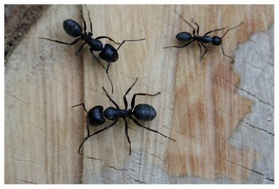Camponotus vagus 