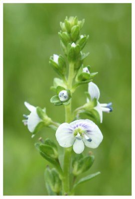 Veronica serpyllifolia