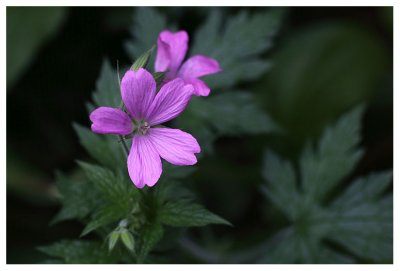 Geranium