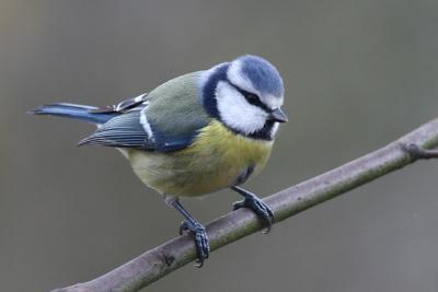 Blue Tit