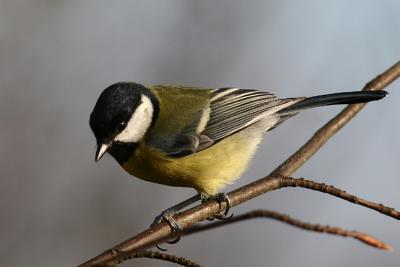 Great Tit