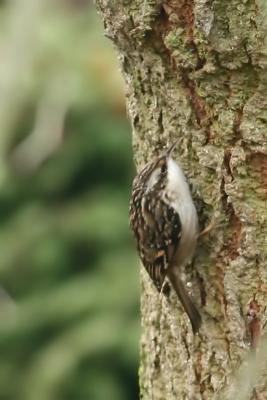 Short-toed Treecreeper