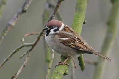 Tree Sparrow