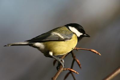 Great Tit