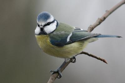 Blue Tit