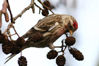 Common Redpoll