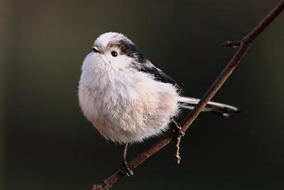 Long-tailed Tit