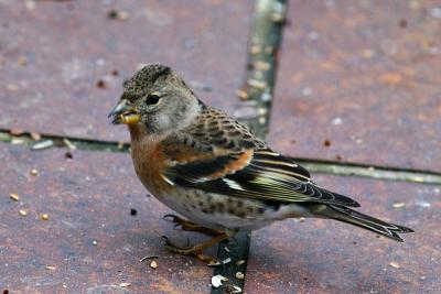 Brambling