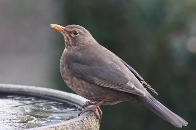 Blackbird (female)