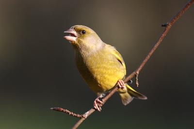 Greenfinch (male)