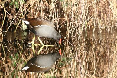 Moorhen