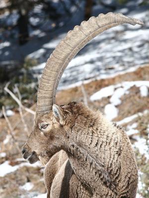 Capra ibex