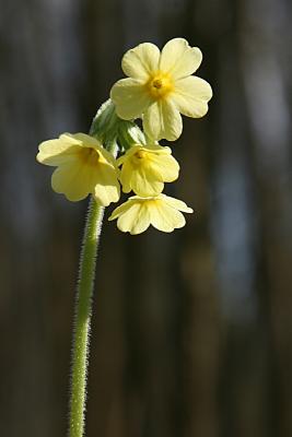 Primula elatior