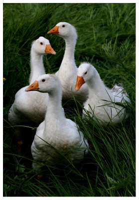 young geese