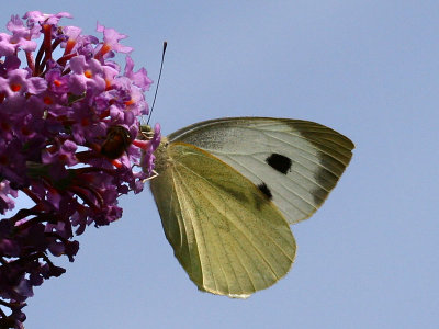 Pieris brassicae