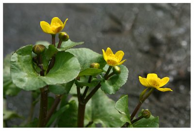 Caltha palustris