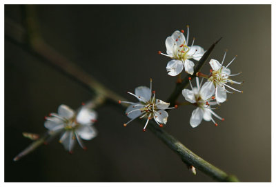 Prunus spinosa