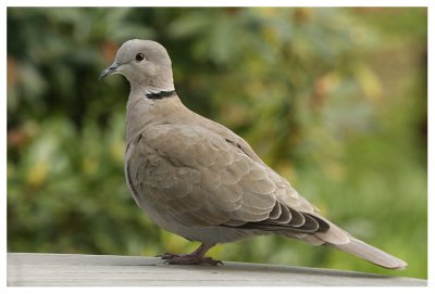 Collared Dove