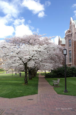 University of Washington Cherry Trees