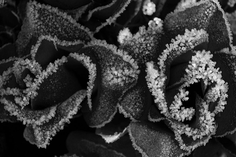 Black Rose...