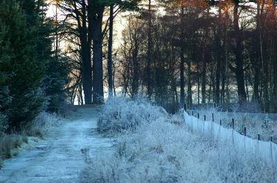 Frosty  path...