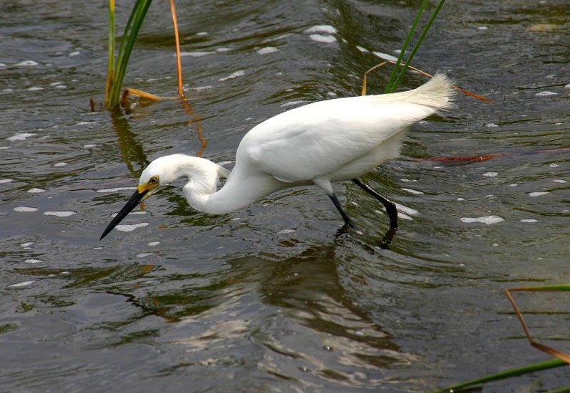 Snowy Egret, Florida